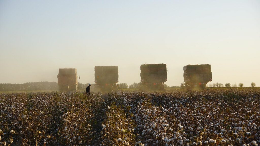 «РАМАЗАН АГРО» ЖШС МАҚТА ШАРУАШЫЛЫҒЫНДАҒЫ ИННОВАЦИЯЛАР ЖӘНЕ ЖҰМЫСПЕН ҚАМТУ