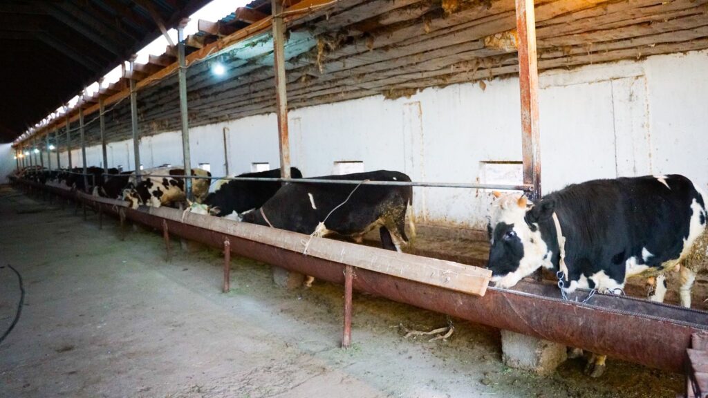 ШАЛҒАЙ АУЫЛДАҒЫ ШАРУА — МАЛ ШАРУАШЫЛЫҒЫНЫҢ ЖАҢА ЖАРШЫСЫ