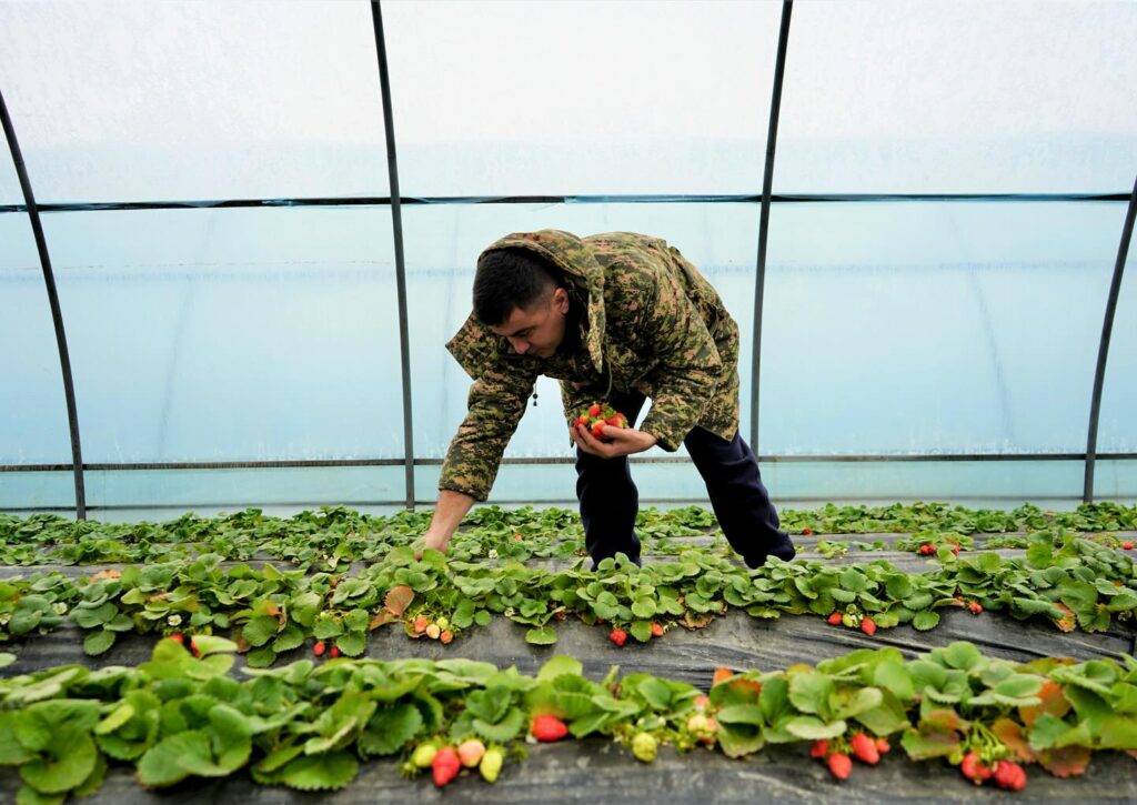 КЕНТАУДАҒЫ ҚҰЛПЫНАЙ КЛАСТЕРІ